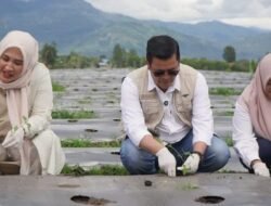Bupati Aceh Tengah dan Ibu Gubernur Aceh Tanam Cabai di Ketol, Dukung Program Pengendalian Inflasi